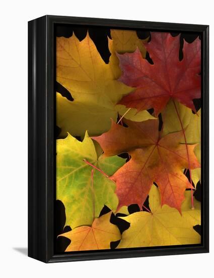 Autumn Maple Leaves-Steve Terrill-Framed Premier Image Canvas