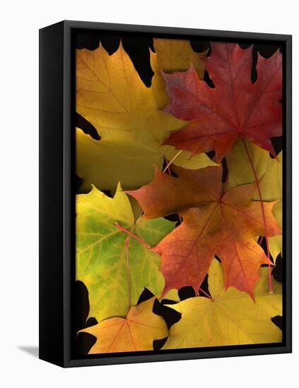 Autumn Maple Leaves-Steve Terrill-Framed Premier Image Canvas