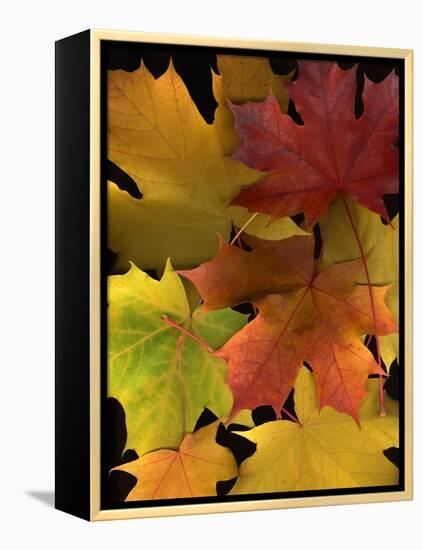 Autumn Maple Leaves-Steve Terrill-Framed Premier Image Canvas