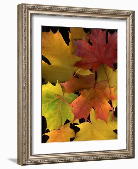 Autumn Maple Leaves-Steve Terrill-Framed Photographic Print