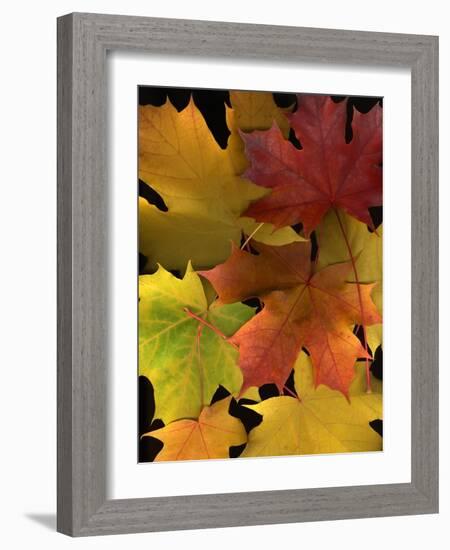 Autumn Maple Leaves-Steve Terrill-Framed Photographic Print