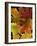 Autumn Maple Leaves-Steve Terrill-Framed Photographic Print