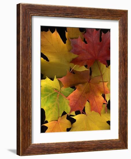 Autumn Maple Leaves-Steve Terrill-Framed Photographic Print