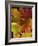 Autumn Maple Leaves-Steve Terrill-Framed Photographic Print