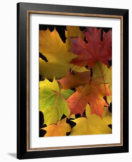 Autumn Maple Leaves-Steve Terrill-Framed Photographic Print