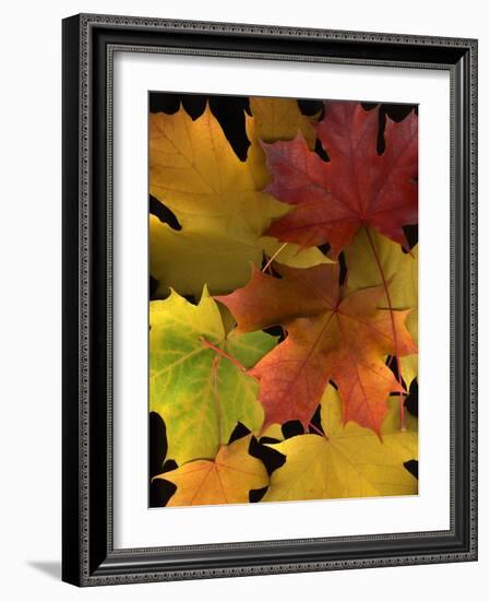 Autumn Maple Leaves-Steve Terrill-Framed Photographic Print