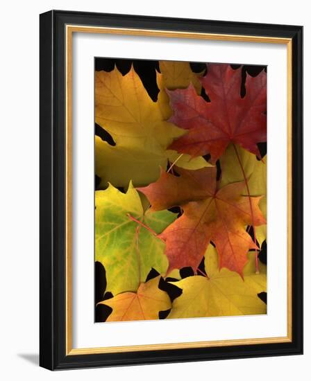 Autumn Maple Leaves-Steve Terrill-Framed Photographic Print