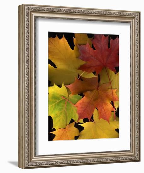 Autumn Maple Leaves-Steve Terrill-Framed Photographic Print