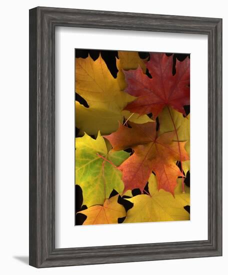 Autumn Maple Leaves-Steve Terrill-Framed Photographic Print