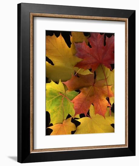 Autumn Maple Leaves-Steve Terrill-Framed Photographic Print