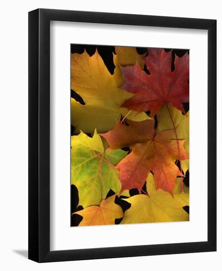 Autumn Maple Leaves-Steve Terrill-Framed Photographic Print