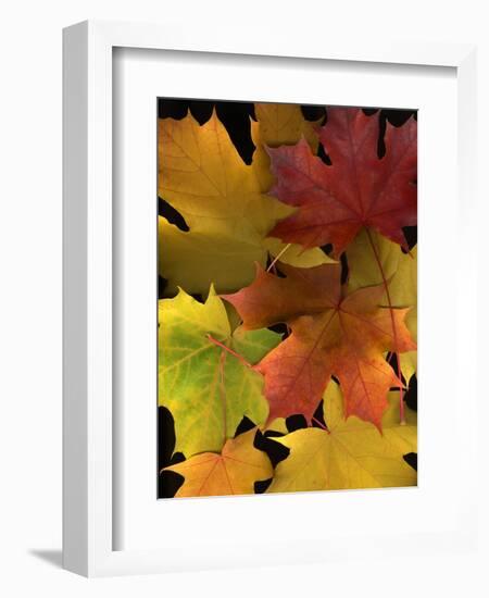 Autumn Maple Leaves-Steve Terrill-Framed Photographic Print