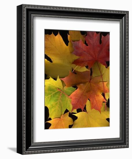 Autumn Maple Leaves-Steve Terrill-Framed Photographic Print