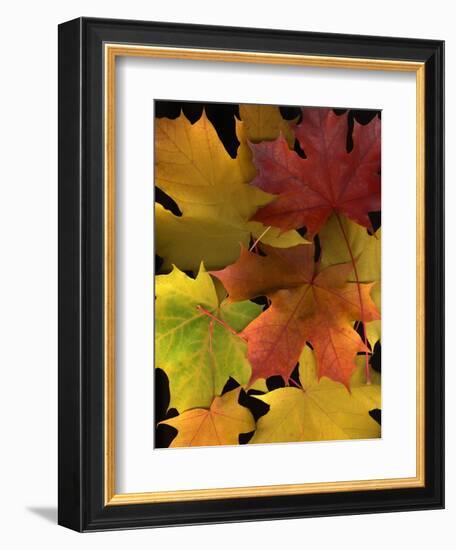 Autumn Maple Leaves-Steve Terrill-Framed Photographic Print