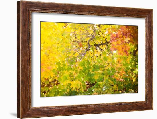 Autumn Maple Trees Background-Voy-Framed Photographic Print