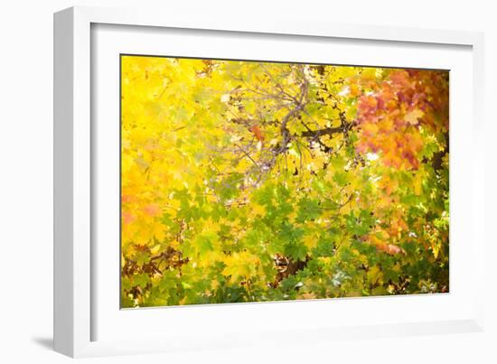 Autumn Maple Trees Background-Voy-Framed Photographic Print