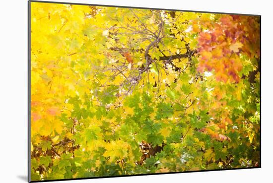 Autumn Maple Trees Background-Voy-Mounted Photographic Print