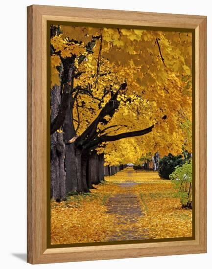 Autumn Maple Trees, Missoula, Montana, USA-Chuck Haney-Framed Premier Image Canvas