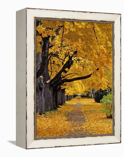 Autumn Maple Trees, Missoula, Montana, USA-Chuck Haney-Framed Premier Image Canvas