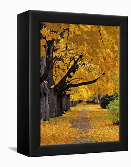 Autumn Maple Trees, Missoula, Montana, USA-Chuck Haney-Framed Premier Image Canvas