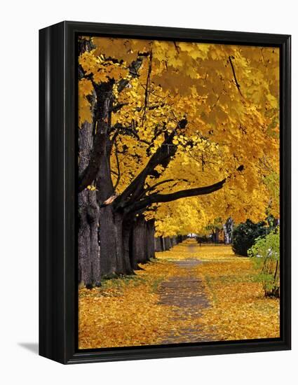 Autumn Maple Trees, Missoula, Montana, USA-Chuck Haney-Framed Premier Image Canvas