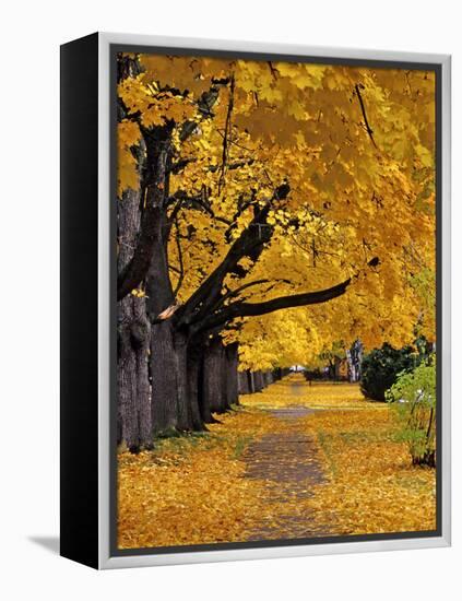 Autumn Maple Trees, Missoula, Montana, USA-Chuck Haney-Framed Premier Image Canvas