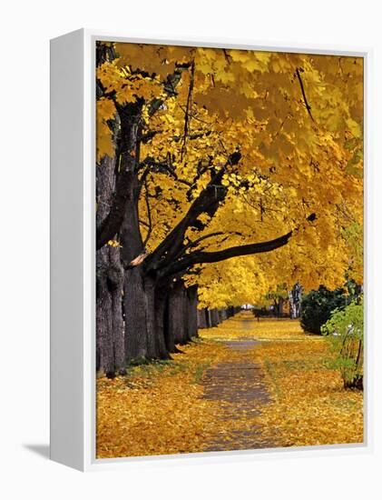 Autumn Maple Trees, Missoula, Montana, USA-Chuck Haney-Framed Premier Image Canvas