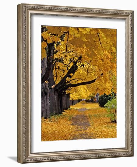 Autumn Maple Trees, Missoula, Montana, USA-Chuck Haney-Framed Photographic Print