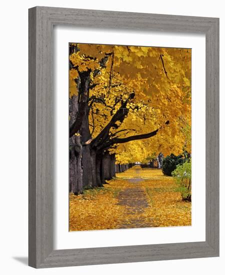 Autumn Maple Trees, Missoula, Montana, USA-Chuck Haney-Framed Photographic Print