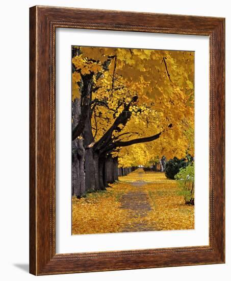 Autumn Maple Trees, Missoula, Montana, USA-Chuck Haney-Framed Photographic Print