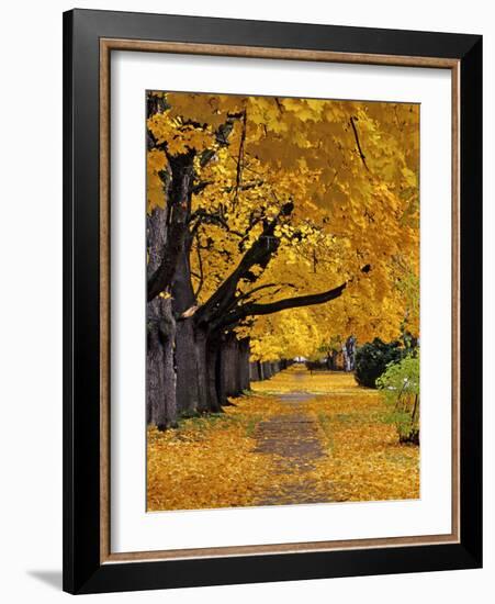 Autumn Maple Trees, Missoula, Montana, USA-Chuck Haney-Framed Photographic Print