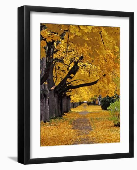 Autumn Maple Trees, Missoula, Montana, USA-Chuck Haney-Framed Photographic Print