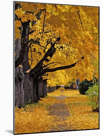 Autumn Maple Trees, Missoula, Montana, USA-Chuck Haney-Mounted Photographic Print