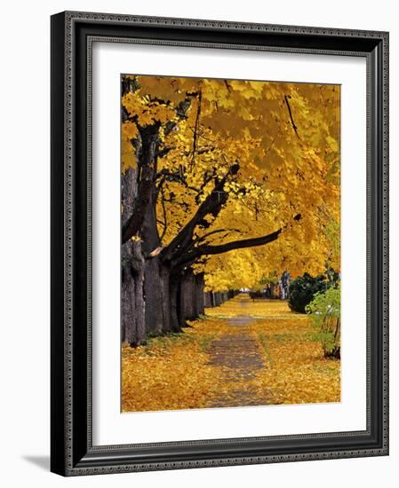 Autumn Maple Trees, Missoula, Montana, USA-Chuck Haney-Framed Photographic Print