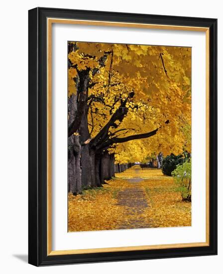 Autumn Maple Trees, Missoula, Montana, USA-Chuck Haney-Framed Photographic Print