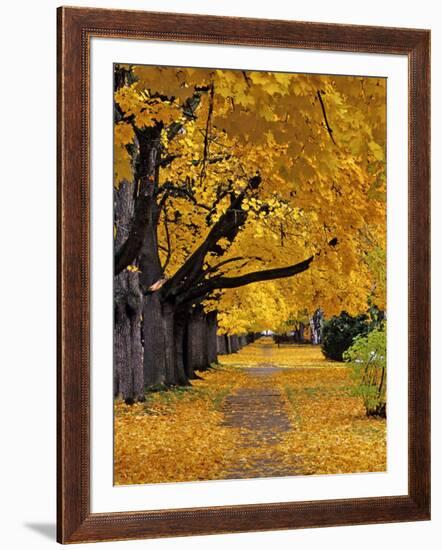 Autumn Maple Trees, Missoula, Montana, USA-Chuck Haney-Framed Photographic Print