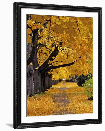 Autumn Maple Trees, Missoula, Montana, USA-Chuck Haney-Framed Photographic Print