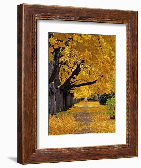 Autumn Maple Trees, Missoula, Montana, USA-Chuck Haney-Framed Premium Photographic Print