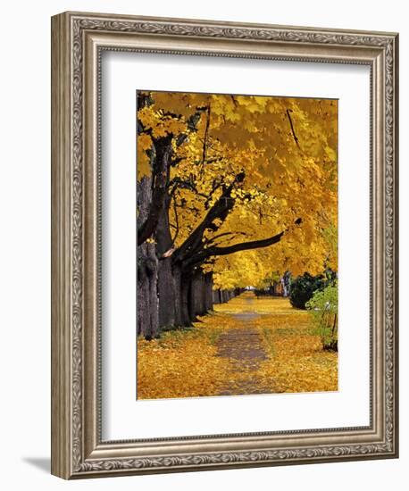 Autumn Maple Trees, Missoula, Montana, USA-Chuck Haney-Framed Photographic Print