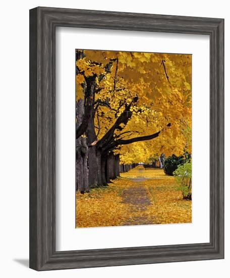 Autumn Maple Trees, Missoula, Montana, USA-Chuck Haney-Framed Photographic Print