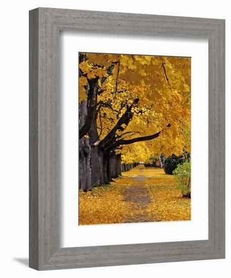 Autumn Maple Trees, Missoula, Montana, USA-Chuck Haney-Framed Photographic Print