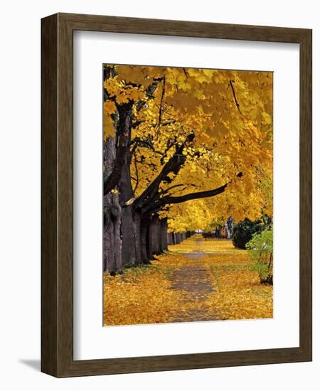 Autumn Maple Trees, Missoula, Montana, USA-Chuck Haney-Framed Photographic Print