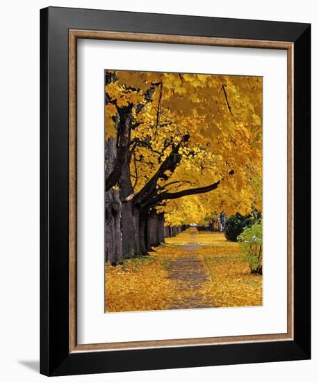 Autumn Maple Trees, Missoula, Montana, USA-Chuck Haney-Framed Photographic Print