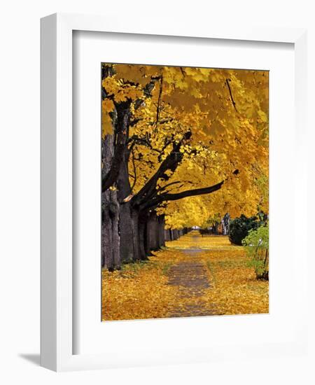 Autumn Maple Trees, Missoula, Montana, USA-Chuck Haney-Framed Photographic Print