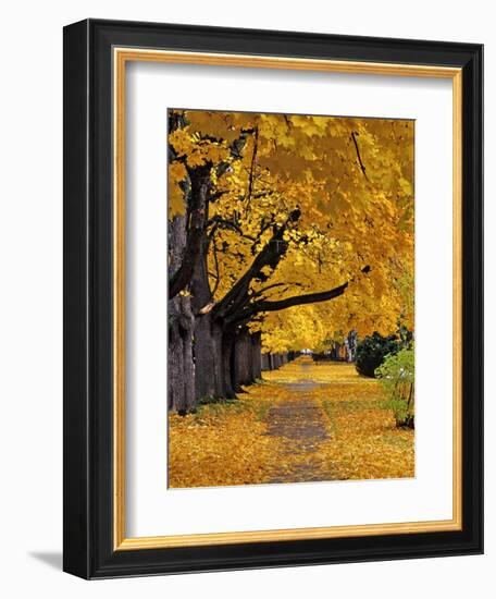 Autumn Maple Trees, Missoula, Montana, USA-Chuck Haney-Framed Photographic Print