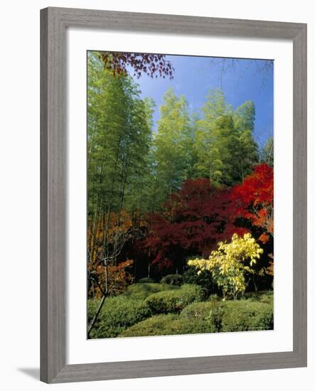 Autumn Maples, Tenryu-Ji (Temple), Arashiyama, Kyoto, Japan-Christian Kober-Framed Photographic Print