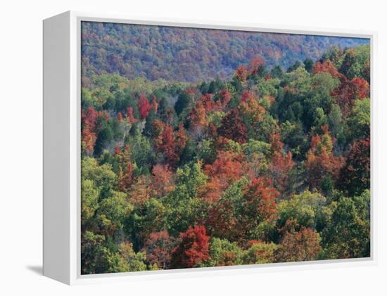 Autumn, Mark Twain National Forest, Missouri, USA-Charles Gurche-Framed Premier Image Canvas