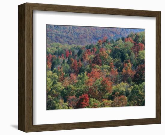 Autumn, Mark Twain National Forest, Missouri, USA-Charles Gurche-Framed Photographic Print