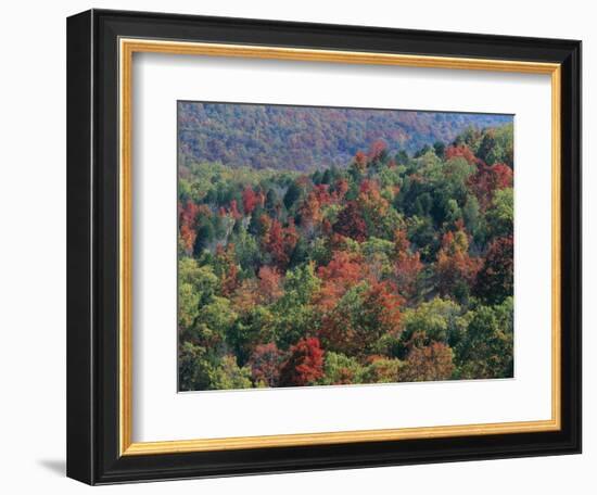 Autumn, Mark Twain National Forest, Missouri, USA-Charles Gurche-Framed Photographic Print