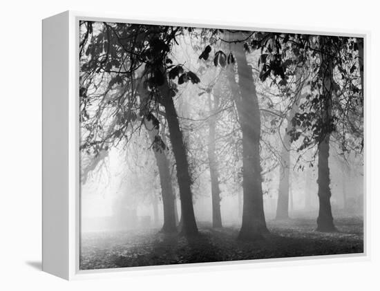 Autumn Mists a Scene Among the Trees in Abingdon Park Northampton Northamptonshire England-null-Framed Premier Image Canvas